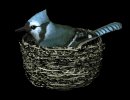 birdnest_bluejay_nest_a_mb.gif