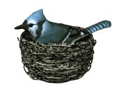 birdnest_bluejay_nest_a_lw.gif
