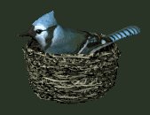 birdnest_bluejay_nest_a_lc.gif