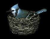 birdnest_bluejay_nest_a_lb.gif