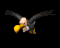 vulture_flying_tb.gif