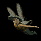fairy_soaring_sb.gif