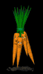 unhappy_carrot_bunch_sb.gif