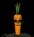 cool_carrot_mb.gif