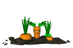 carrot_hide_and_seek_sw.gif