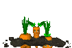 carrot_hide_and_seek_sc.gif