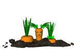 carrot_hide_and_seek_mw.gif