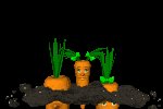carrot_hide_and_seek_mc.gif