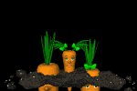 carrot_hide_and_seek_mb.gif