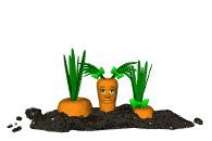 carrot_hide_and_seek_lw.gif