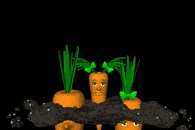 carrot_hide_and_seek_lb.gif