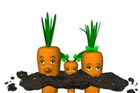carrot_hide_and_seek_hr.jpg