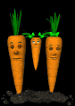 carrot_family_swing_sb.gif