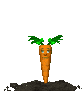 baby_carrot_jump_sc.gif