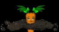 baby_carrot_coming_up_a_lc.gif