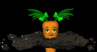 baby_carrot_coming_up_a_lb.gif