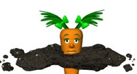 baby_carrot_coming_up_a_hr.jpg
