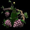bottle_grapes_mc.gif