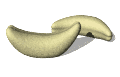 cashew_rocking_mw.gif