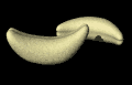 cashew_rocking_mb.gif