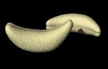 cashew_rocking_lb.gif
