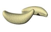 cashew_rocking_hr.jpg