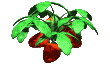strawberry_leaves_rus_a_mc.gif