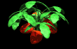 strawberry_leaves_rus_a_mb.gif