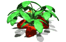 strawberry_leaves_rus_a_lw.gif