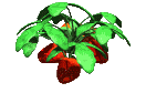 strawberry_leaves_rus_a_lc.gif