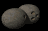 coconut_rolling_tb.gif