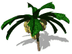 banana_bunches_mw.gif