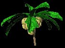 banana_bunches_lc.gif