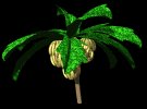 banana_bunches_lb.gif