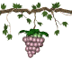 grapes_ripen_swing_sw.gif