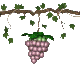 grapes_ripen_swing_sc.gif