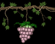 grapes_ripen_swing_sb.gif