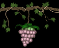 grapes_ripen_swing_mb.gif
