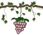 grapes_ripen_swing_lw.gif