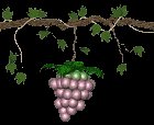 grapes_ripen_swing_lc.gif