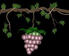 grapes_ripen_swing_lb.gif