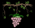 grapes_ripen_single_sb.gif