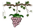 grapes_ripen_single_mw.gif