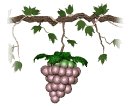 grapes_ripen_single_lw.gif