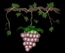 grapes_ripen_single_lb.gif