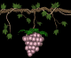 grapes_purple_swing_sb.gif