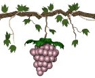 grapes_purple_swing_lw.gif