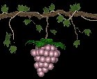 grapes_purple_swing_lc.gif
