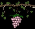 grapes_purple_swing_lb.gif