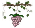 grapes_purple_single_mw.gif